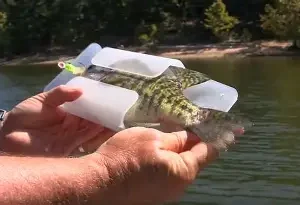 10' Crappie Gauge